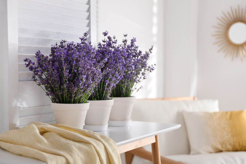 Nhiệt độ nước lý tưởng 80-85 độ C giúp bảo tồn tinh dầu thơm