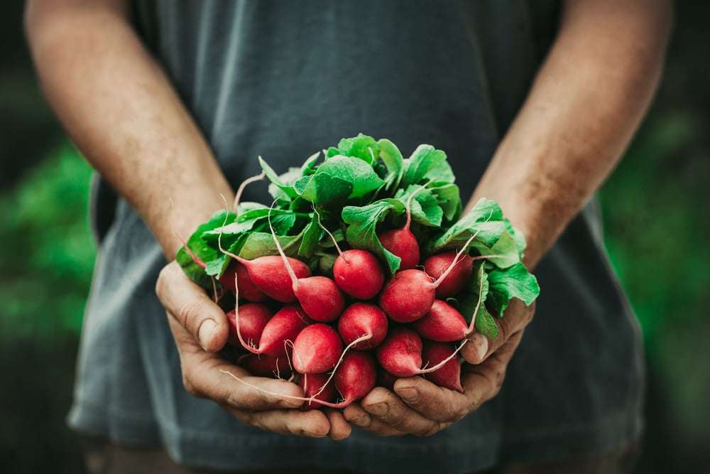 Những búp trà xanh mơn mởn được trồng trong môi trường hữu cơ an toàn, không hóa chất