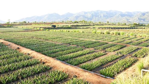 Nhiều người tiêu dùng hiện đại tin dùng trà thảo mộc sạch từ các thương hiệu minh bạch về quy trình sản xuất và nguồn nguyên liệu organic