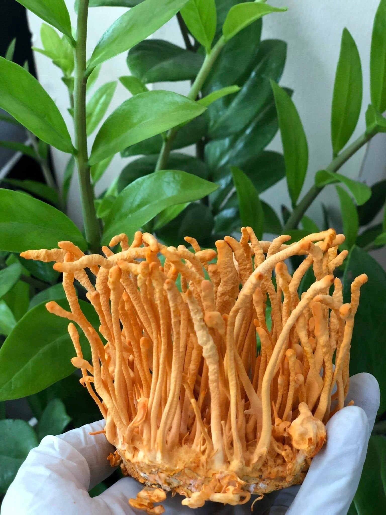 Bó đông trùng hạ thảo tươi nguyên chất, biểu tượng của sức khỏe và sự trường thọ