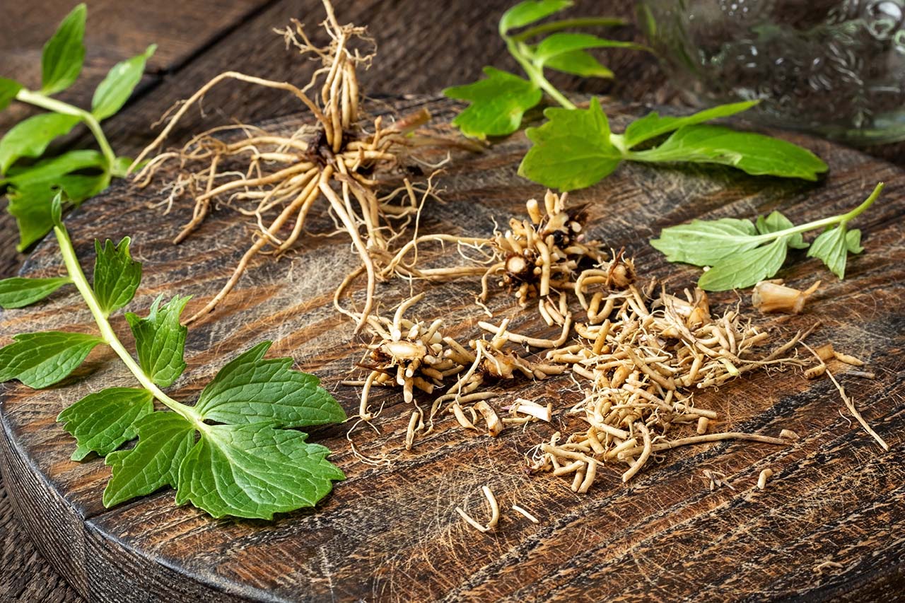 Hoa cúc khô hữu cơ giúp giảm căng thẳng và cải thiện giấc ngủ