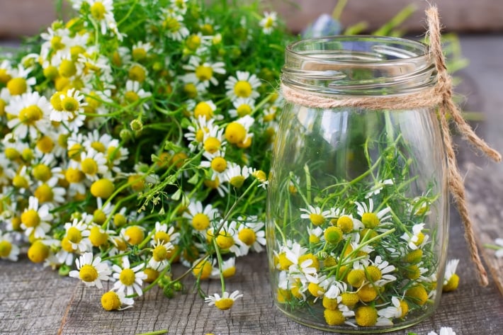 Cúc La Mã giảm viêm, hỗ trợ làm đẹp da và cân bằng nội tiết tố