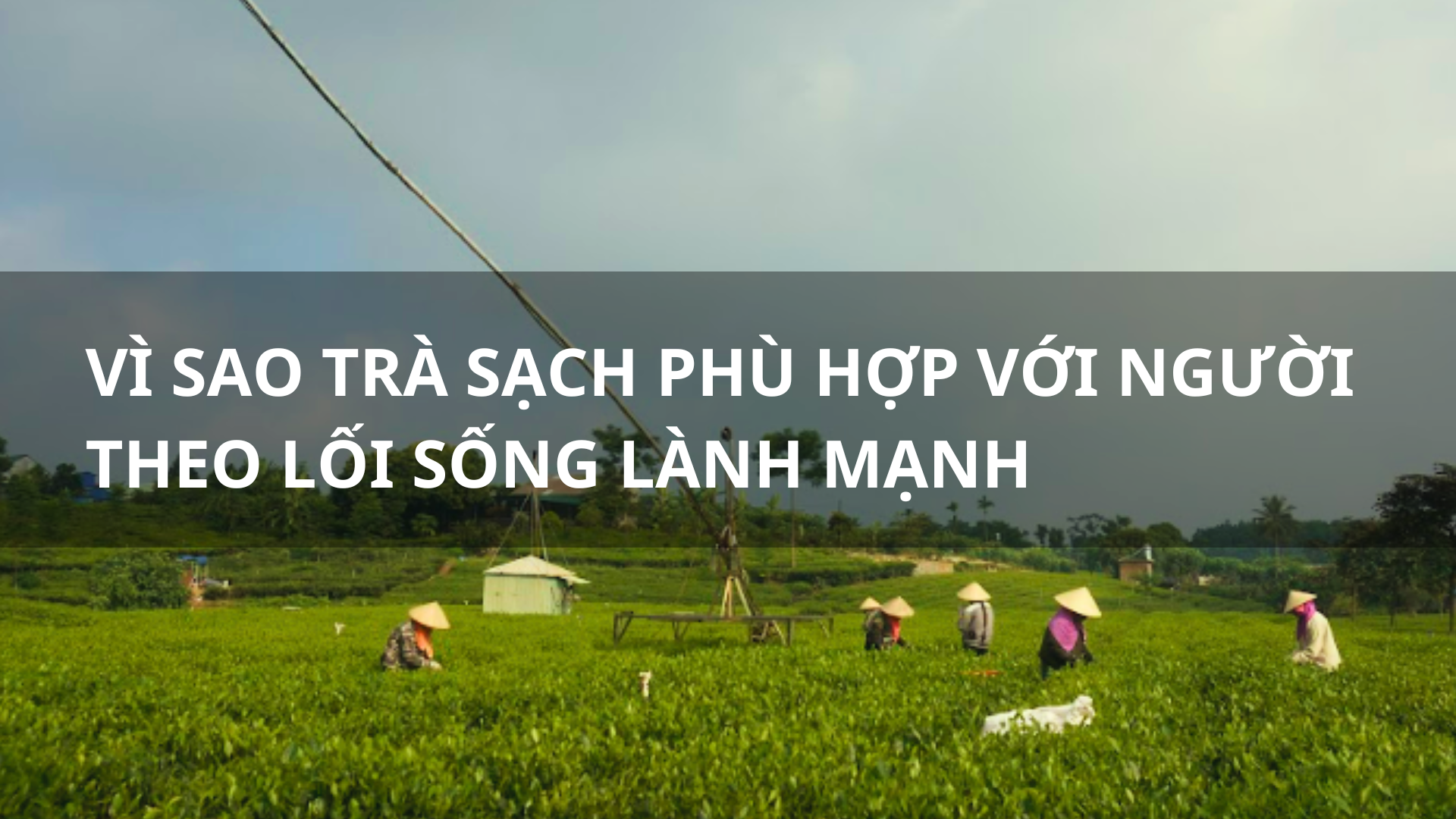 Quy trình chế biến trà thảo mộc hữu cơ tại Lục Lam
