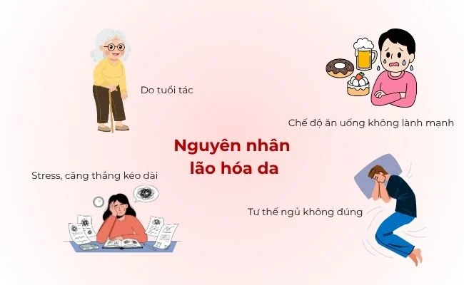 Bảng phân tích chuyên sâu về tiêu chí lựa chọn sản phẩm chăm sóc da chống lão hóa an toàn.