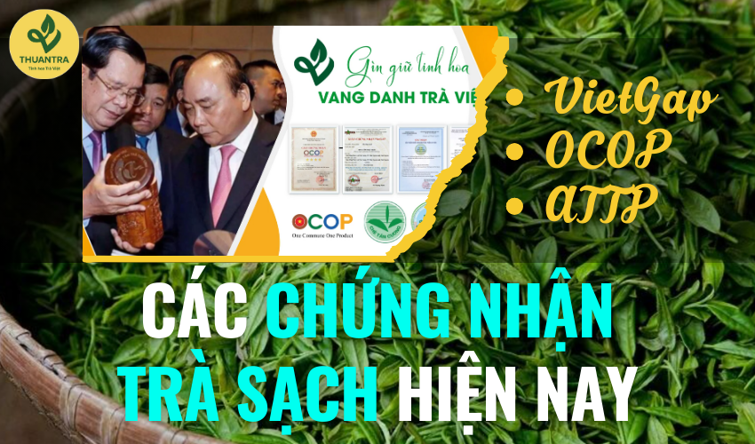 Quy trình sản xuất trà organic đạt chuẩn quốc tế