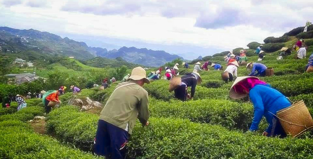 Quy trình thu hoạch trà thủ công tại nông trường