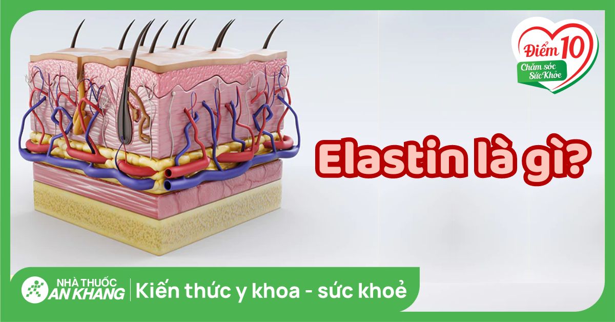 Collagen và Elastin: Chìa khóa GIẢM NHĂN – NÂNG CƠ khoa học