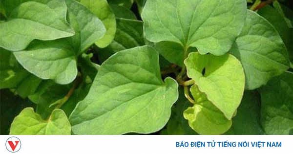Đông Y Nội Ngoại Đồng Trị: Bí Quyết Da Đẹp Từ Gốc