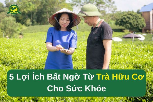 So sánh trà thảo mộc: Bí quyết chọn loại giữ trọn dư vị