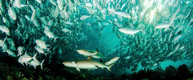 The Shark Tank Effect: Preparing Your Website for Sudden Traffic Spikes