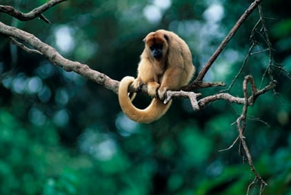 Long-Tail Keywords: Why Specificity Wins in AI Search
