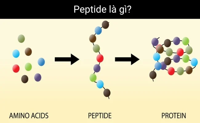Peptide: Giải Pháp Khoa Học Giúp Giảm Nhăn - Nâng Cơ